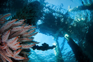 Looking up towards the deck of the old Busselton Jetty. C... by Mick Tait 